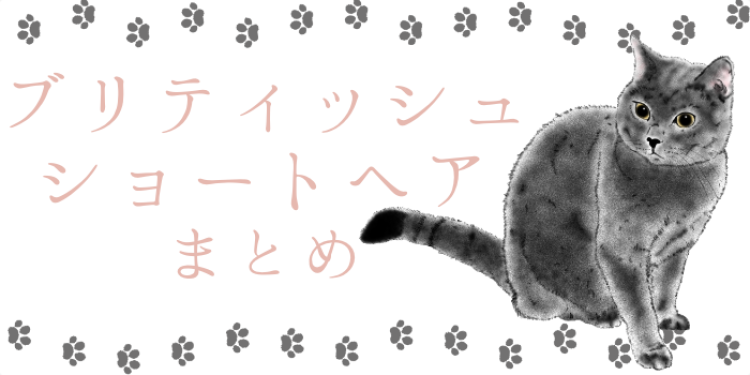 ブリティッシュショートヘアって美しい！